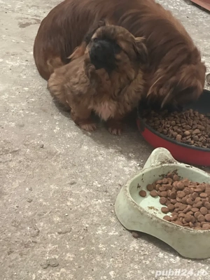 pechinezi imperiali - imagine 4