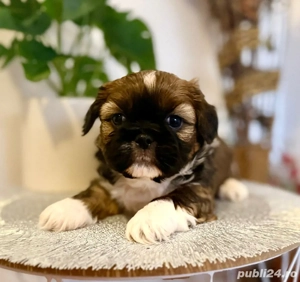 catelusi shitzu  - imagine 1