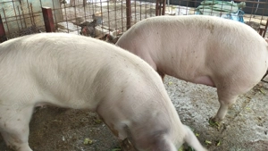 Purcei de carne diferite rase - imagine 6