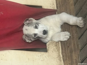 Fetiță și băiețel caută noi stapini iubitori  - imagine 2