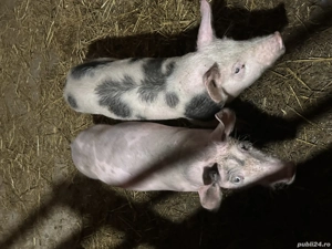 Disponibili o pereche de purcei ! 