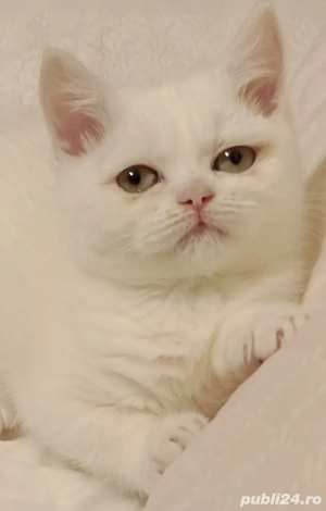 British Shorthair White 