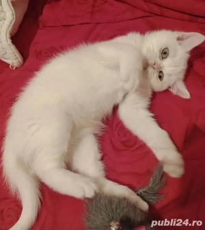 British Shorthair White  - imagine 2