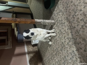 Fetiță și băiețel caută noi stapini iubitori  - imagine 3