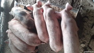 vând purcei - imagine 2