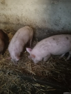 Godaci de vanzare - imagine 2