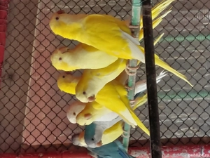 Papagali Călugăr  - imagine 3