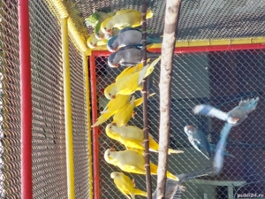 Papagali Călugăr  - imagine 2