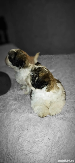 Pui de Shih Tzu  - imagine 3