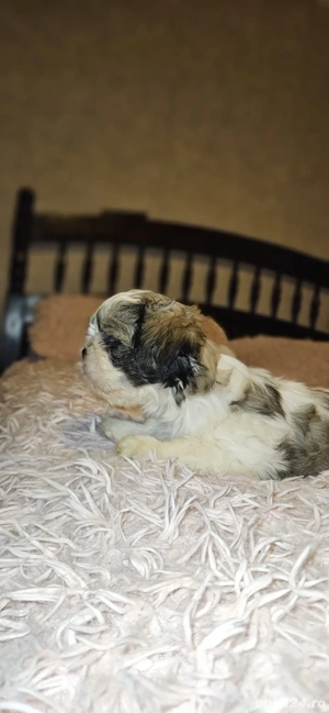 Pui de Shih Tzu  - imagine 5