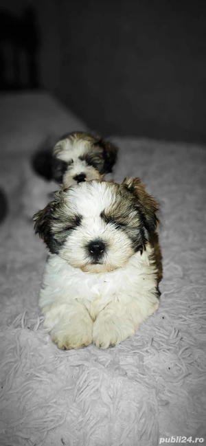 Pui de Shih Tzu  - imagine 2