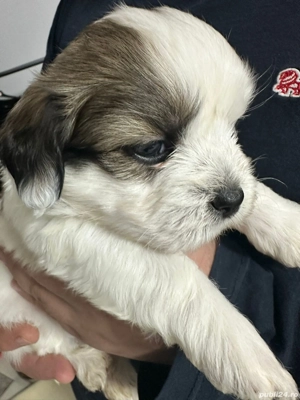 Shih-tzu talie mica - imagine 3