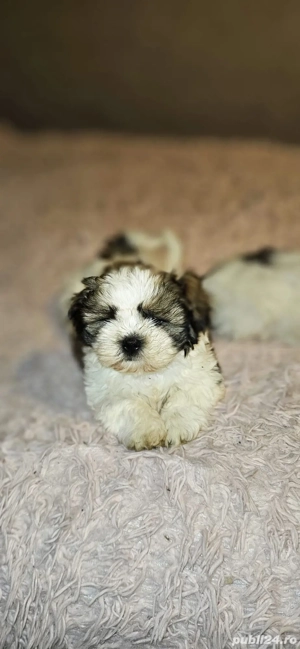 Pui de Shih Tzu 