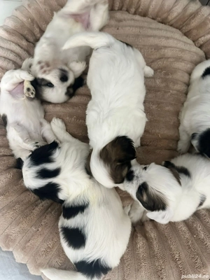 Shih-tzu talie mica - imagine 4