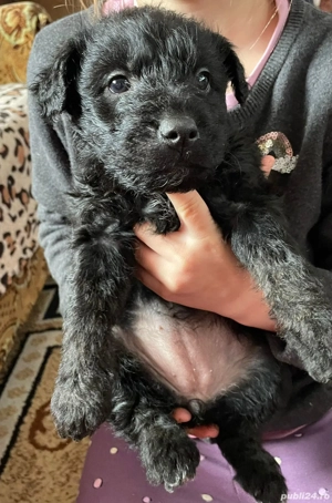 Terrier german de vânătoare (Jagdterrier) - imagine 2