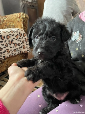 Terrier german de vânătoare (Jagdterrier) - imagine 3