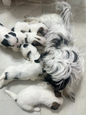 Shih-tzu talie mica - imagine 5