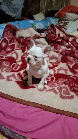 Vand pui buldog francez