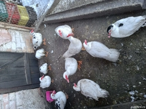 vand rate mute tinere - imagine 2