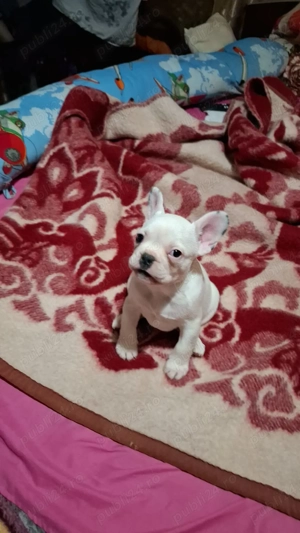 Vand pui buldog francez - imagine 2