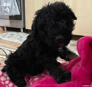 Terrier german de vânătoare (Jagdterrier) - imagine 4