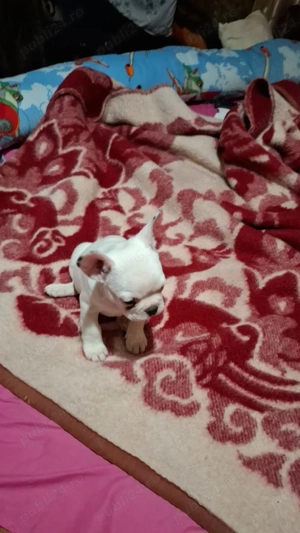 Vand pui buldog francez - imagine 3