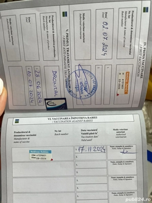 Terrier german de vânătoare (Jagdterrier) - imagine 5