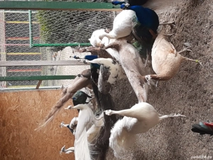 Păuni tineri și maturi