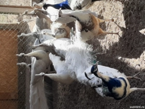 Păuni tineri și maturi - imagine 3