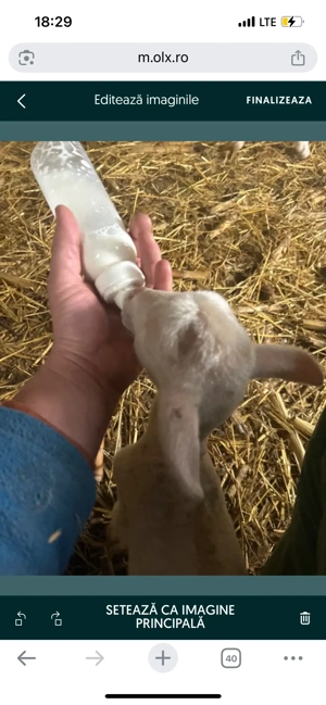 Miei din 2 de vanzare