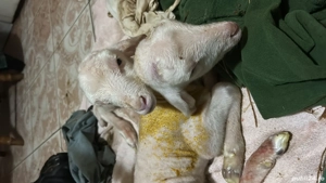 Miei din 2 de vanzare - imagine 2