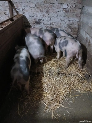 vand porci 45kg 50kg