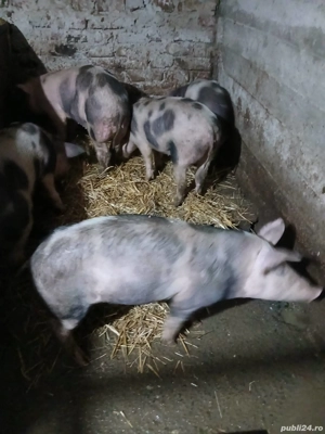 vand porci 45kg 50kg - imagine 2