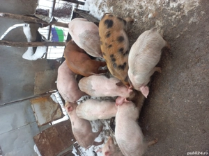 purcei de vînzare 12 săptămîni