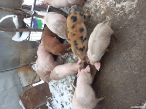 purcei de vînzare 12 săptămîni - imagine 2