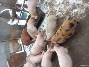 purcei de vînzare 12 săptămîni - imagine 3