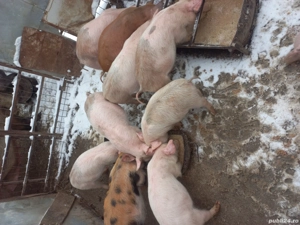 purcei de vînzare 12 săptămîni - imagine 4