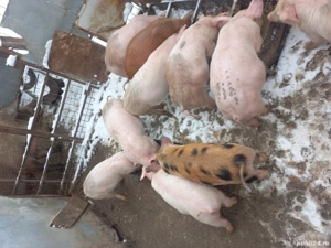 purcei de vînzare 12 săptămîni - imagine 5