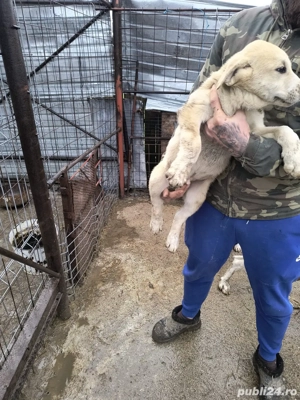 ciobanesti de asia centraka  - imagine 3