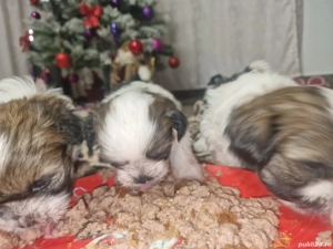 Caței Shih Tzu 