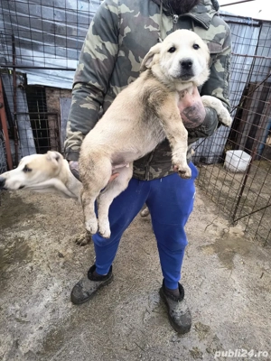 ciobanesti de asia centraka  - imagine 4