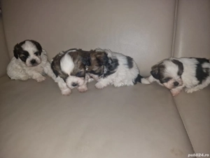 Caței Shih Tzu  - imagine 2