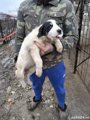 ciobanesti de asia centraka  - imagine 2