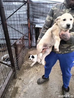 ciobanesti de asia centraka  - imagine 5