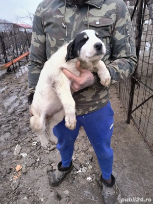 ciobanesti de asia centraka 