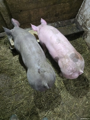 scrofita pietrain rasa pura - imagine 3