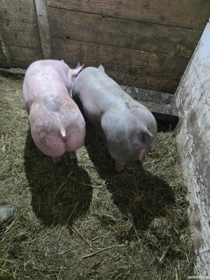 scrofita pietrain rasa pura - imagine 4