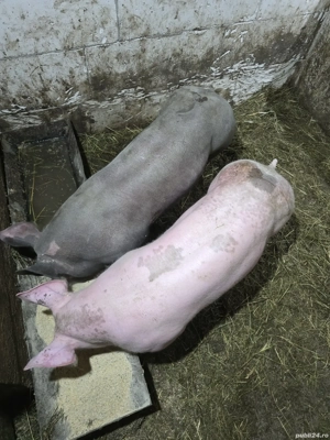 scrofita pietrain rasa pura - imagine 2