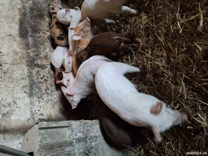 Purcei de vânzare 300lei bucata. 