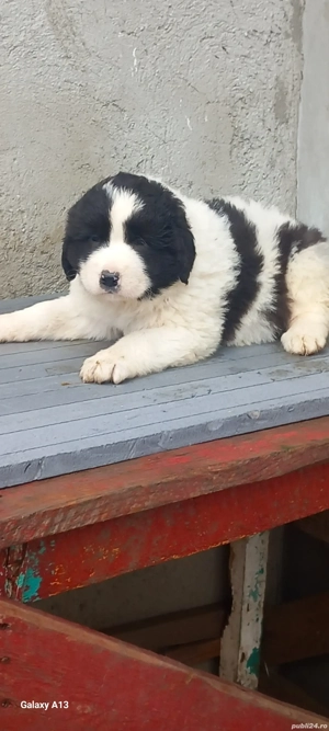 Pui ciobanesc Romanesc de Bucovina  - imagine 5